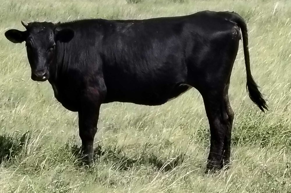 Продаются тёлки в упитанном состоянии.