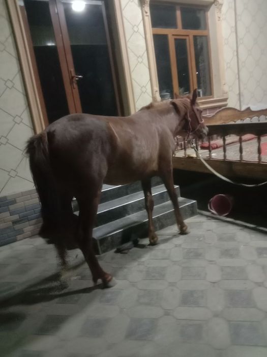 Мода той сотилади