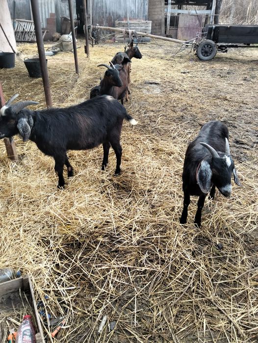 Capre de vînzare urgent