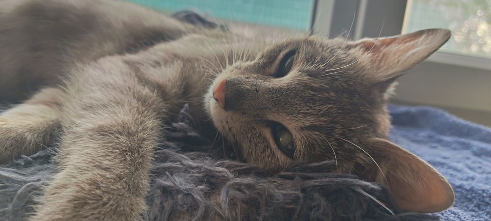 Кошечка в добрые руки