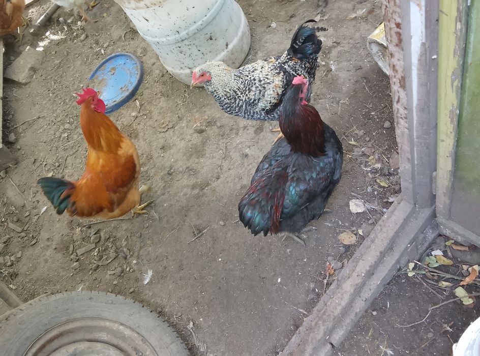 Vând cocoș araucana negru