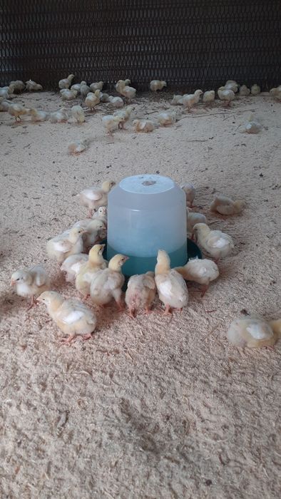 Бройлер кобб 500 сатылады