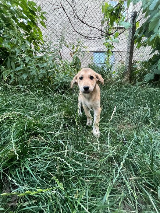 Подаряват се кутрета