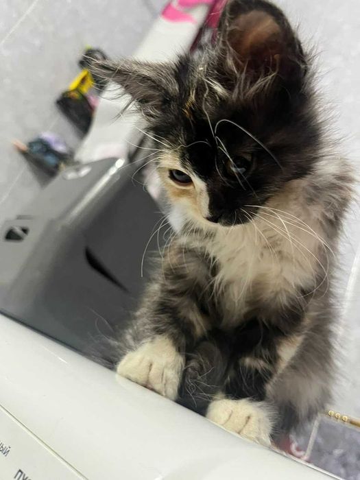 Котенок девочка ищет теплый дом!!!