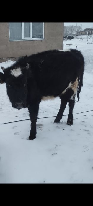 Продаю коровы  пи