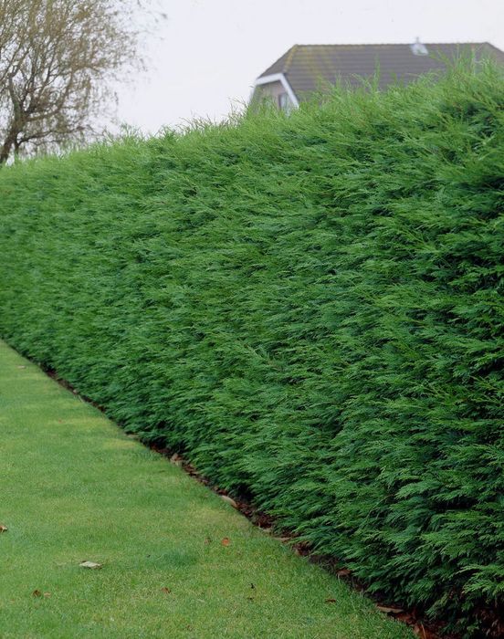 Cupressus leylandii 1.3 - 1.5m  tuia, gard viu vesnic verde