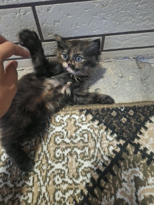 Uy mushuklari beriladi