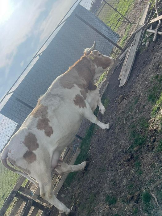 Vaca gestanta bălțată