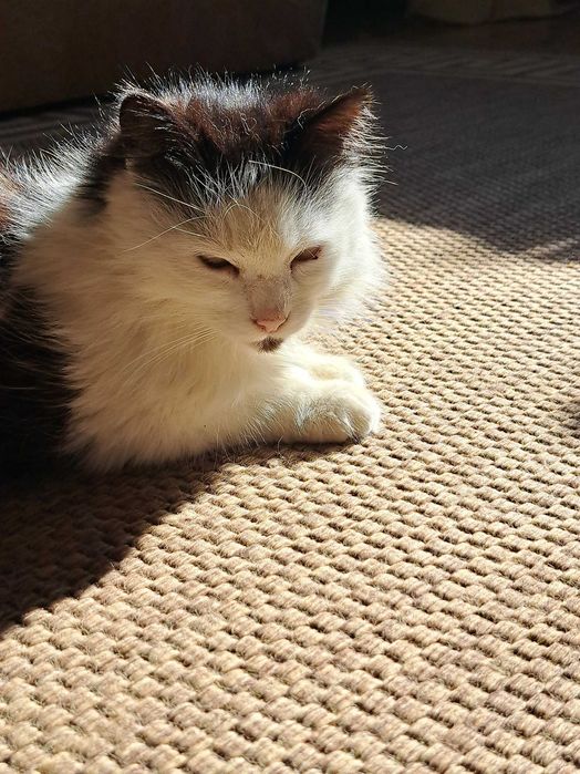 Pisica spre adoptie!