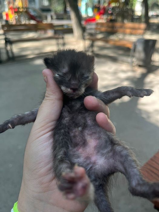 Отдам котят , мама пропала (((