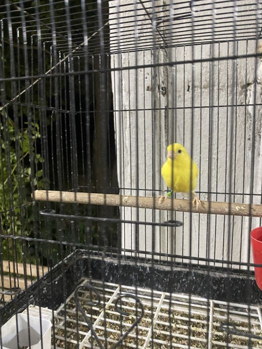 Канарейка самка самец любойы бар