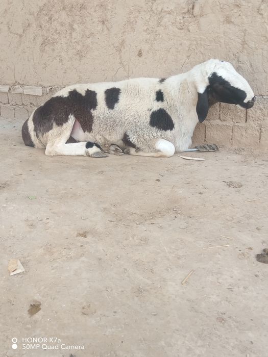 . Qo'chqorla sotiladi