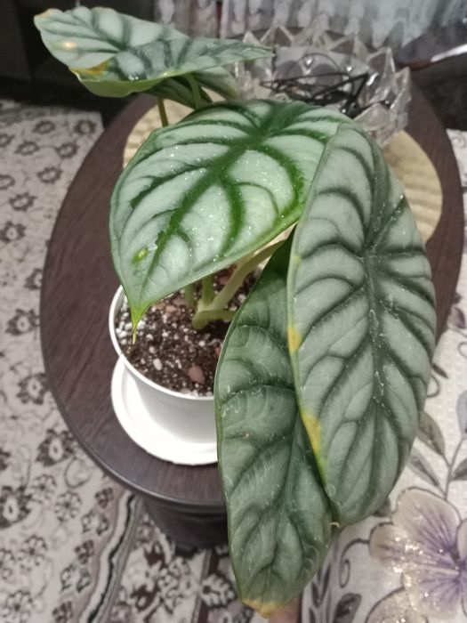 Алаказия Сильвер Драгон