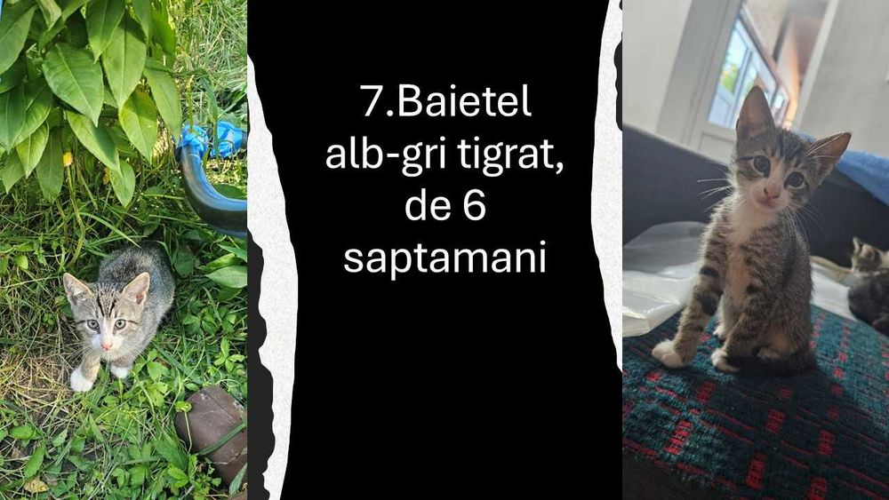 Donez pui de pisica -cautăm familii iubitoare!