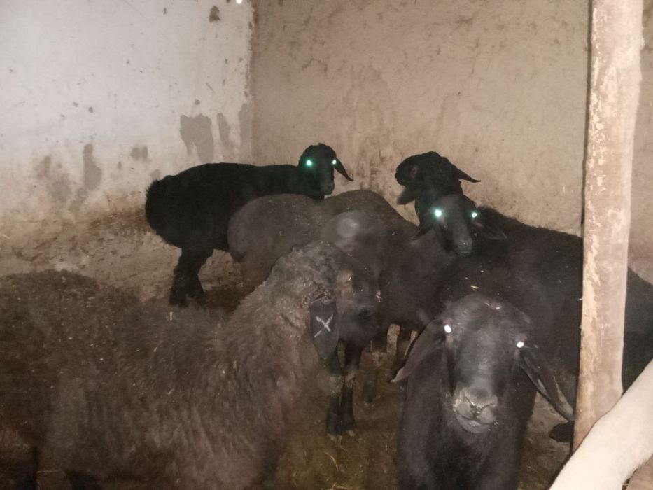 Qoʻchqorlar sotilsdi