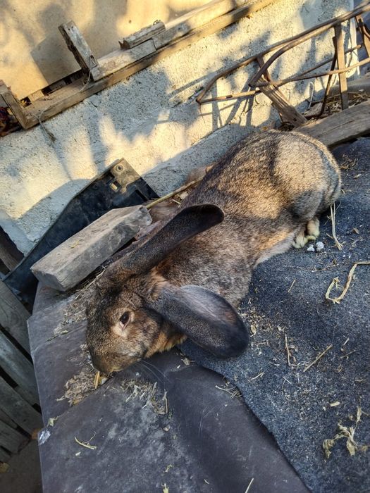 Iepuroaica de vânzare sa schimb cu porumbei mondaini sau kingi