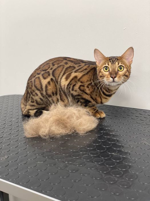 Услуги груминга кошек и собак