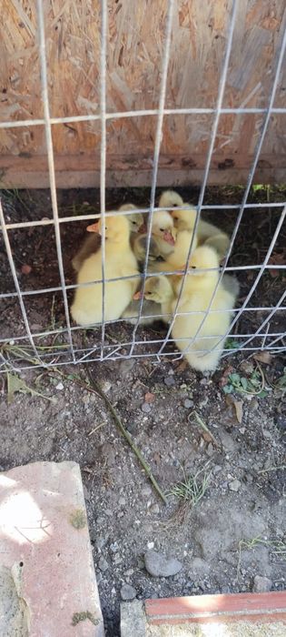 Продам маленьких гусят