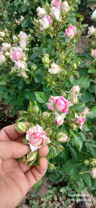 Штамп атиргул дарахт кучатлари оптом сотилади дехкончилик