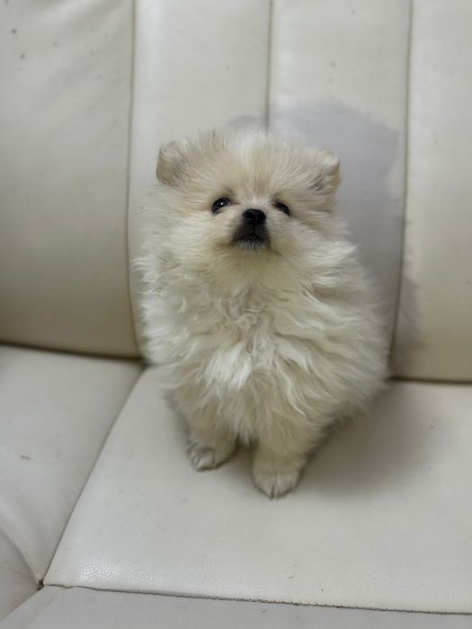 Щенки померанского шпица - клеймо, родословная, паспорт, прививки