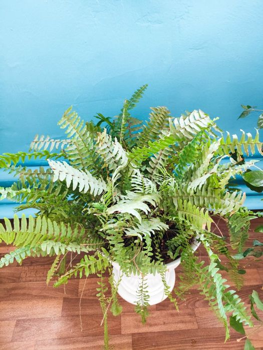 Продам комнатные цветы 50 горшков