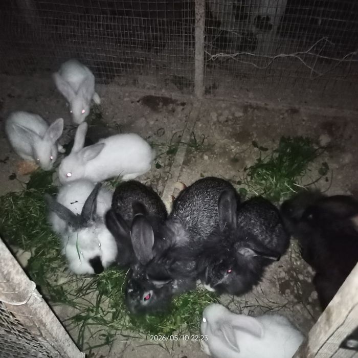 Куёнлар сотилади