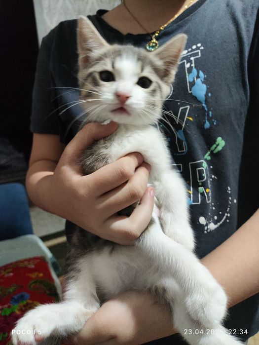Одам котёнка хороший руки домашни