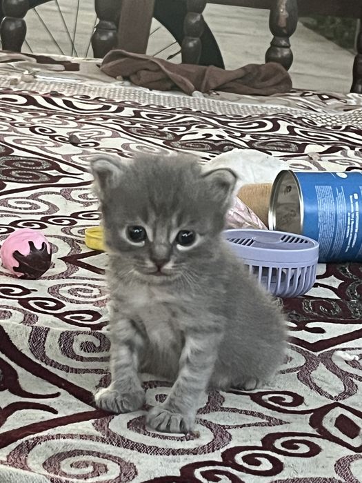 Три котята  город шымкент
