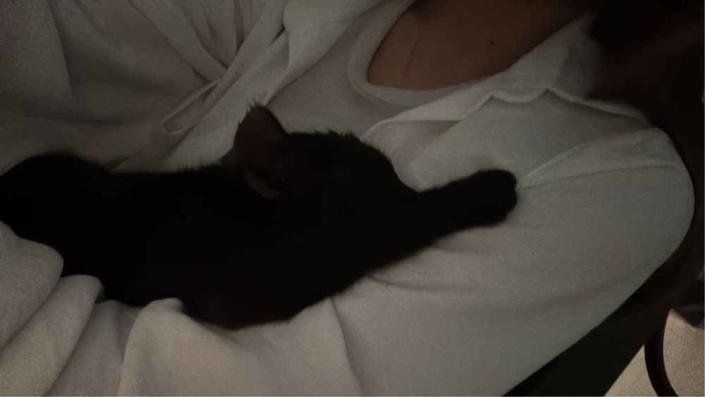 Котенок в добрые руки