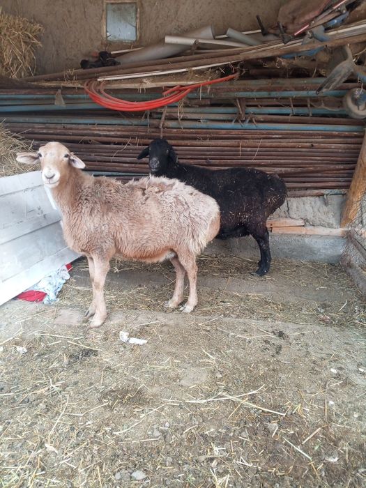 Ona bola va bug'oz qo'ylar sotiladi