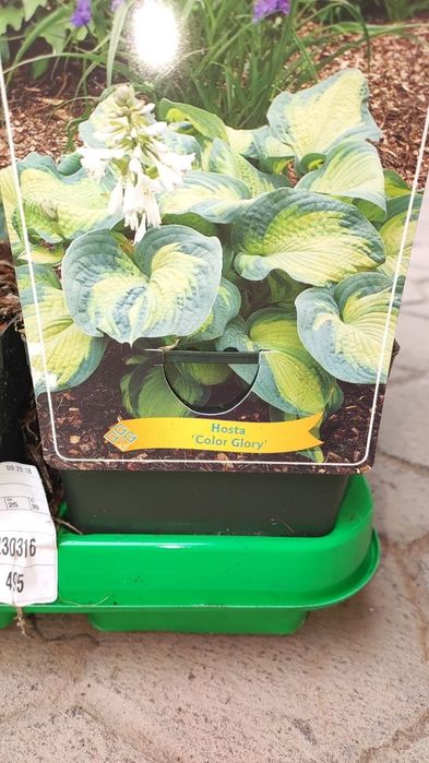 Хосты и другие многолетники