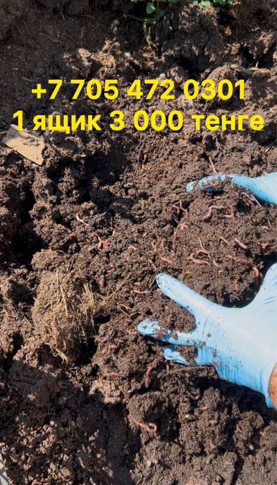 Калифорнийские черви