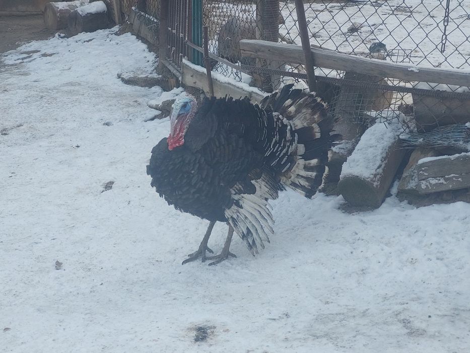 Күркетауық жас  сатылады