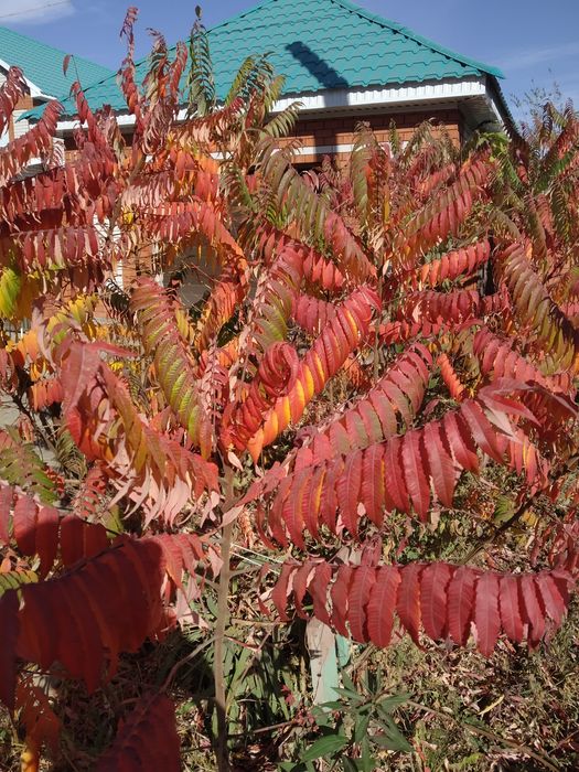 Сумах Уксусное дерево