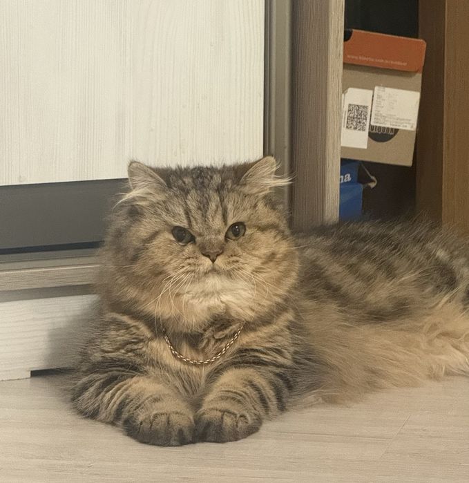 Отдам добрые руки