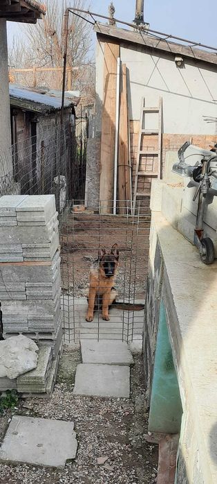 Ciobănesc German cu Pedigree