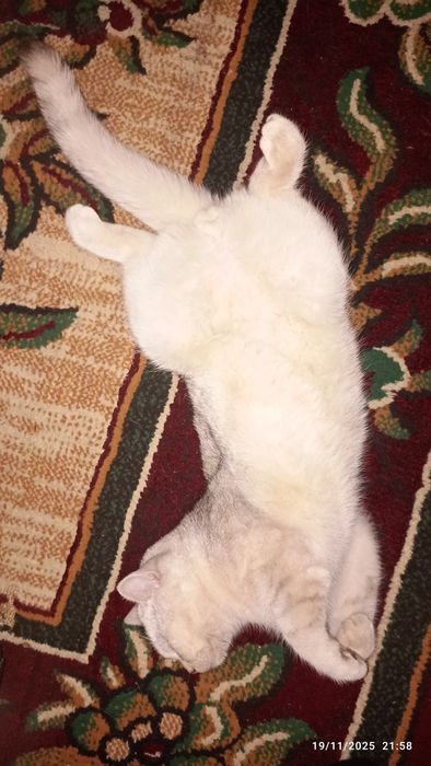 Toza qonli Britanskiy shinshilla strayt