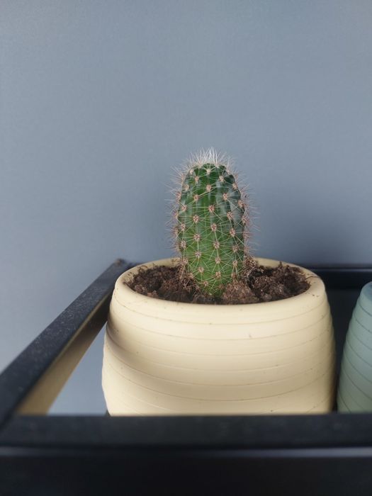 Малки кактуси (Echinopsis) лично предаване София Хиподрума