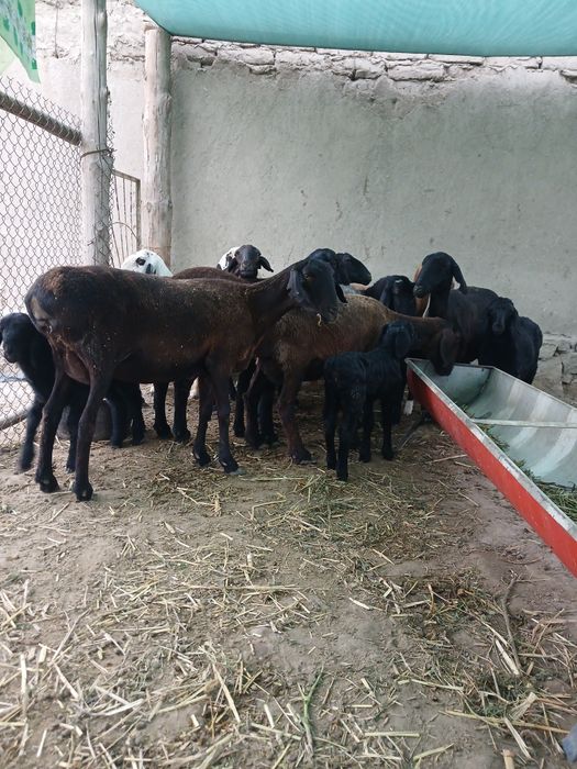 Zotli qo'y qozilar sotiladi