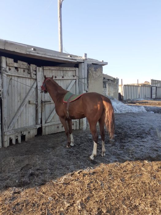 Айғыр сатылааддд