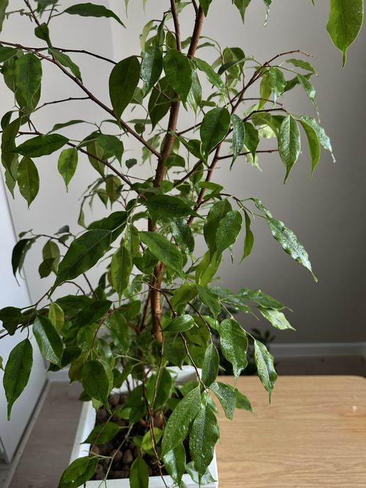 Фикус Бенджамина