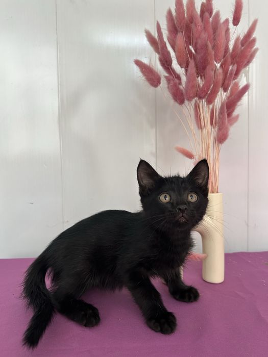 Котенок мальчик черный 1 - 2 месяца