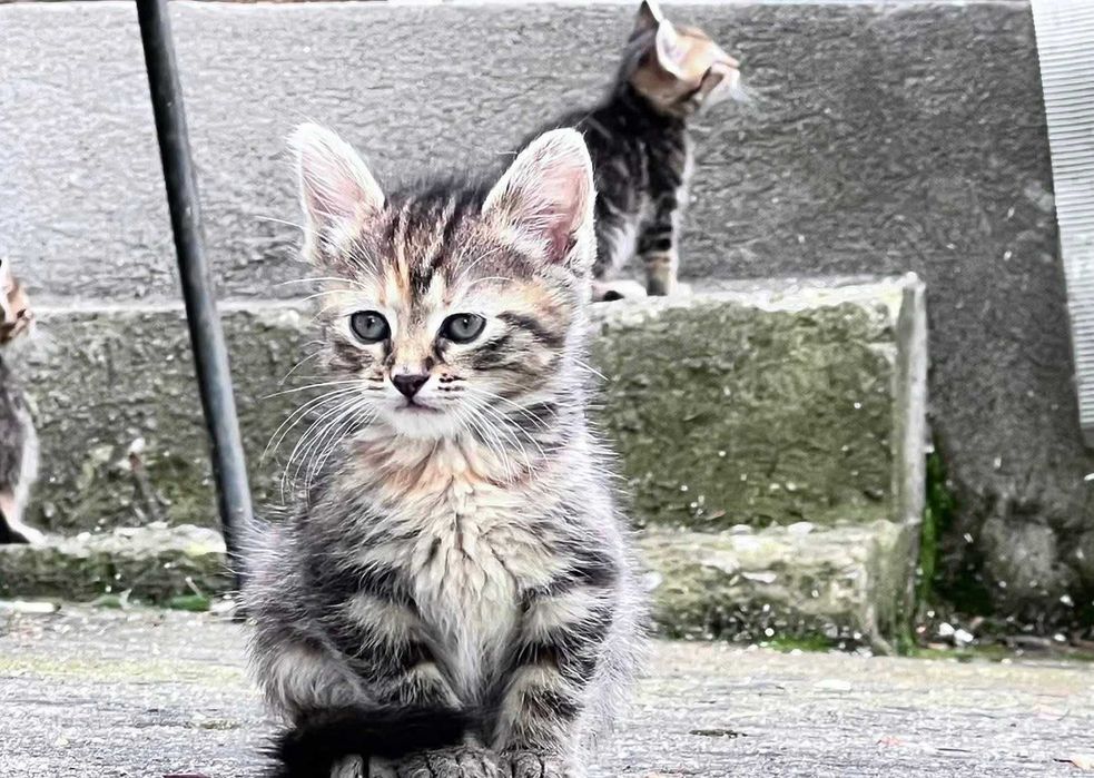 Подарявам котета
