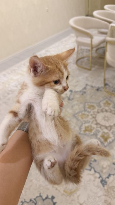 Котята бесплатно