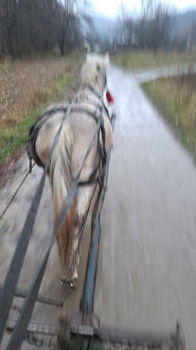 Vând armasar 12 ani