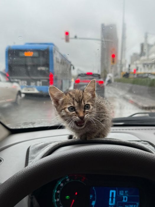 Отдам котенка в ответственные руки!