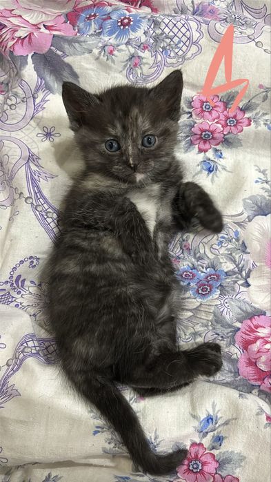 отдаем котят в добрые руки