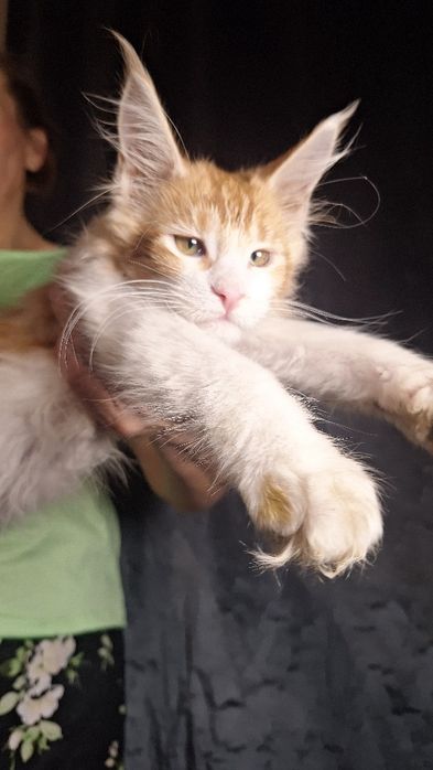 Котята мейн-кун из питомника