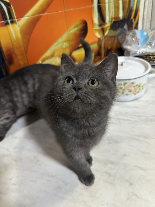 Aqilli odobli ugil bola oglom toza qonli mushukcha