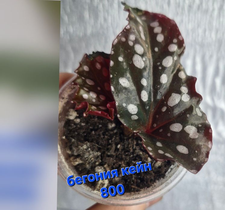 Цветы на продажу